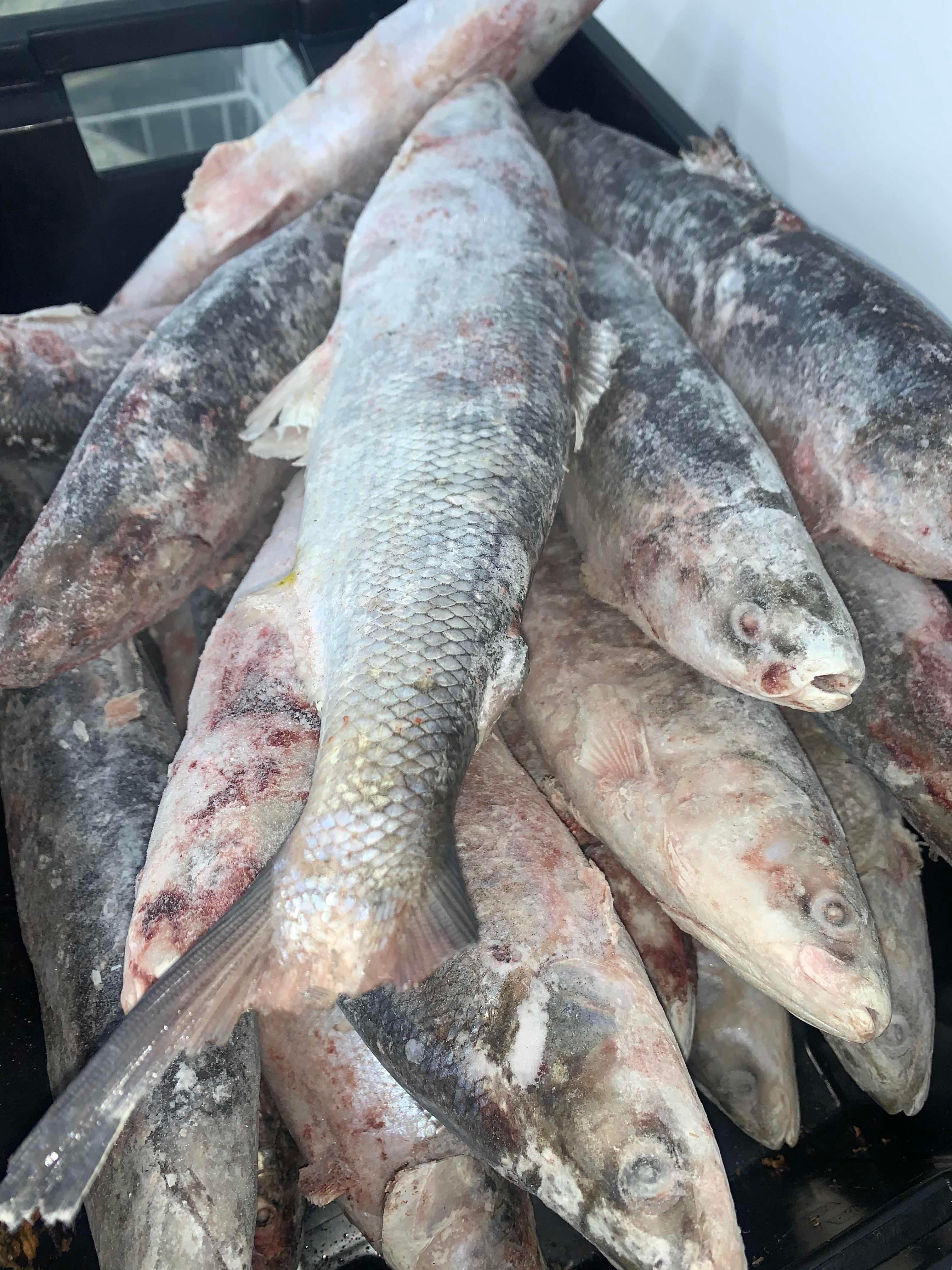 Герб чокурдаха. Чокурдах рыба. Рыбыбный рынок на севере. Рыбный базар в якутии. Рыбный цех чокурдах балык.