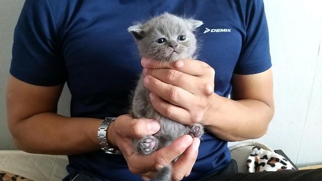 скоттиш фолд 1 5 месяца фото
