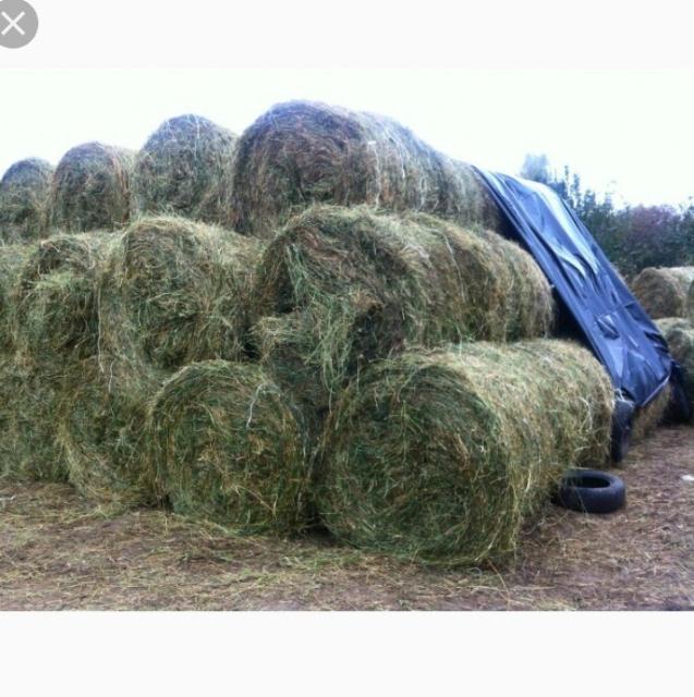 Авито сено. Сено в тюках. Объявления на сено. Сено луговое в рулонах 300кг. Сено в мешках.