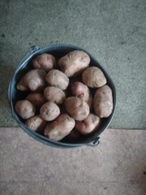 Картофель домашний мешок. Фото картофеля на продажу. Продается картошка. Ривьера сорт картофеля. Объявление о продаже картофеля.