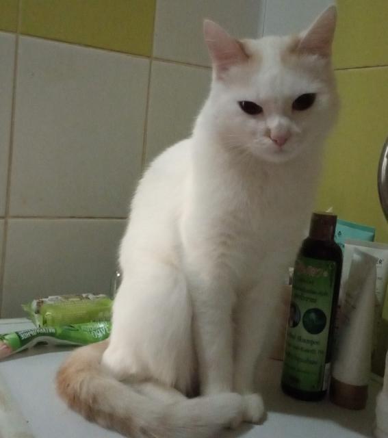 Кот кефир давать. Кот кефир. котик кефирчик. кот кефир из старого оскола. кот по кличке кефир.