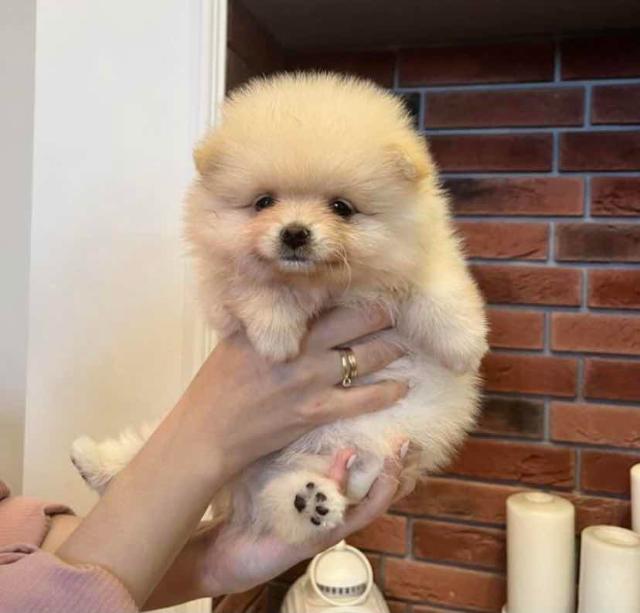 Шпиц по возрасту. Мини шпиц в возрасте. По померанский шпиц. Шпиц 8 месяцев. Средний возраст шпица.