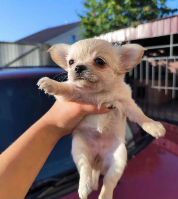 Породы похожие на чихуахуа. Декоративная чихуахуа. Авито собаки чихуахуа. Щенки чихуахуа сорбонна. Микро мини чихуахуа.