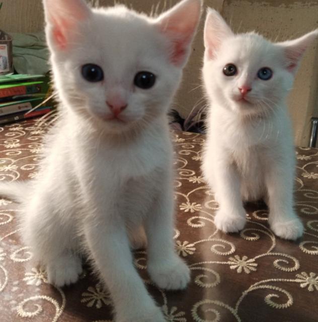 Белые котята