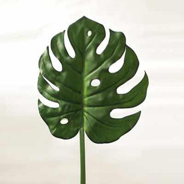 Тип листа монстеры. Монстеры маленькие листья. Монстера dissecta. Тропические листья на белом фоне. Тип листа монстеры.