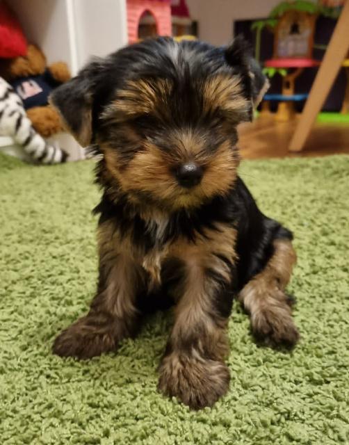 Как выбрать щенка йоркширского терьера: полезные советы и рекомендации