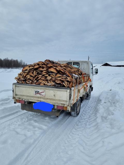 Дрова лиственница. Дрова лиственница. Дрова листвяк чурками. Услуджио дрова листвяк 2022 ноябрь. Дрова сухие кедр.