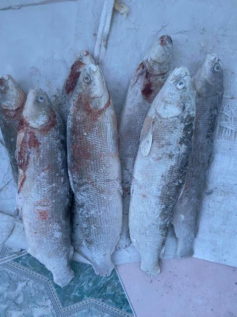️ЧИР 🐟🐟🐟