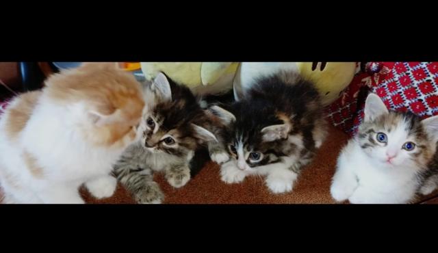 Через сколько едят котята. Как определить сколько коту месяцев. Норма корма для котенка 2 месяца в день влажного корма. Как кормить 2 месячного котенка шотландского вислоухого котенка. Недельные котята с мамой.