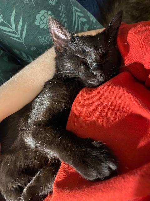 Кисы любят кис текст. Мяу мяу текст песни. Кисы любят кис текст. Текст песни кис кис korel ,скачать бесплатно. Люблю кису.