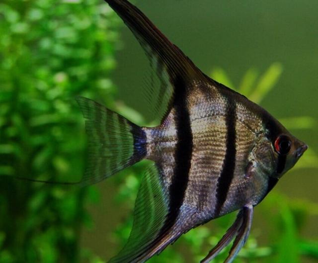 рыбка петушок бетта спленденс. петушок бетта спленденс. лялиус красный неоновый. тетра стеклянная рыбка аквариумная. петушок бетта спленденс.