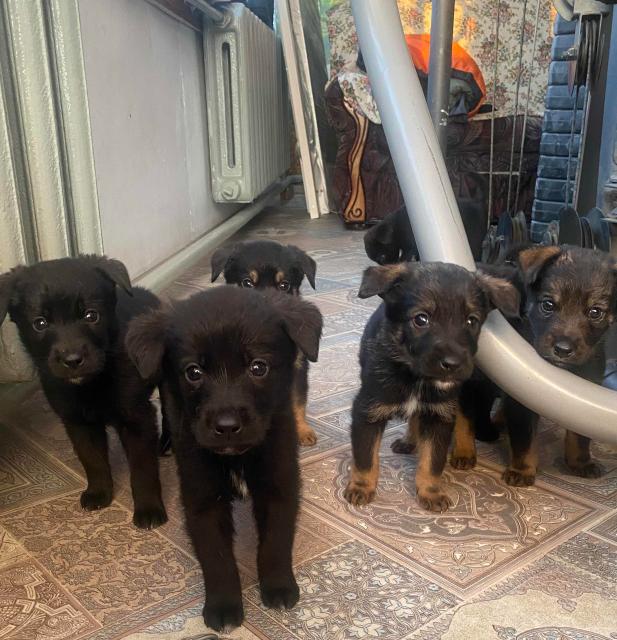 какая мама у щенка. какая мама у щенка. щенки с мамой. какая мама у щенка. собака для детей.