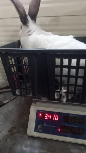 заяц беляк картина.