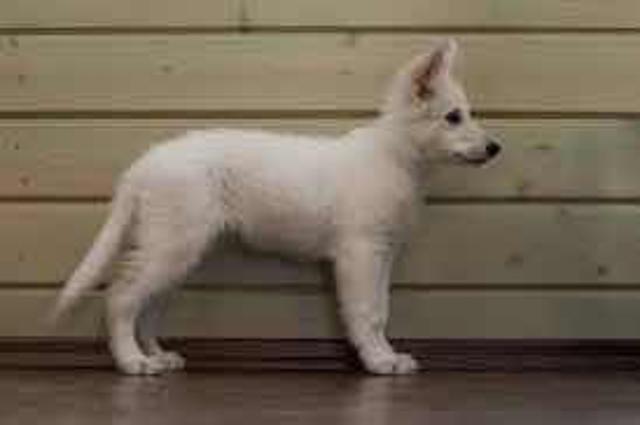 Белая Швейцарская Овчарка Купить Москва