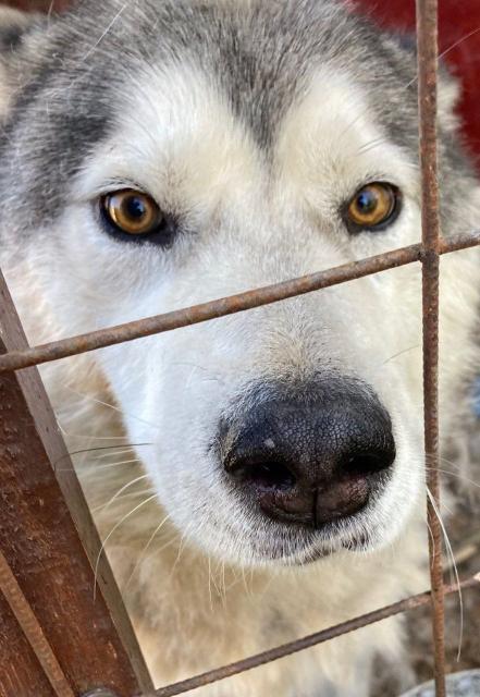 Где живет собака домашняя. Жилище домашних животных. Где жила собака. Собачья жизнь бейли. Собака около будки.