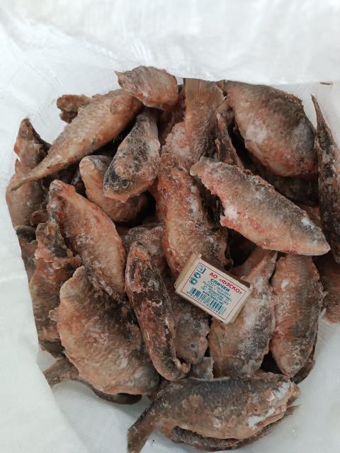 Караси