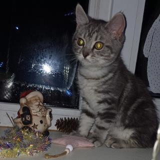 мейн-кун. месть масамуне-куна кинуэ хаясэ. мейн куны котята. мейн кун мама с котятами. баракамон эми ханда.