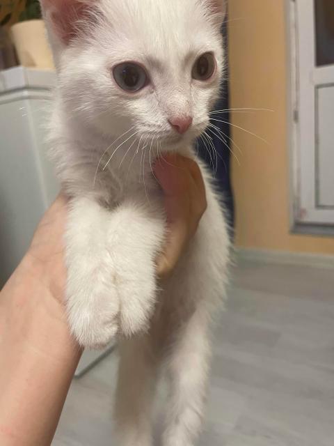 Отдадим котят в добрые. Объявления про котят. Отдам котят в хорошие руки. Где отдать котенка. Объявлениеотлас котенка.