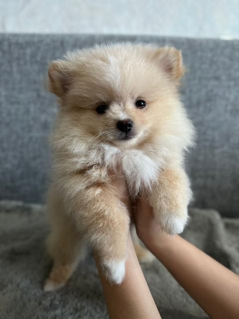 почему шпиц померанский